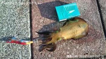 アオリイカ