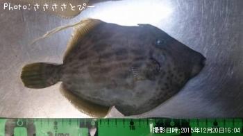 カワハギ＆ウスバハギ