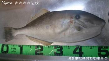 カワハギ＆ウスバハギ