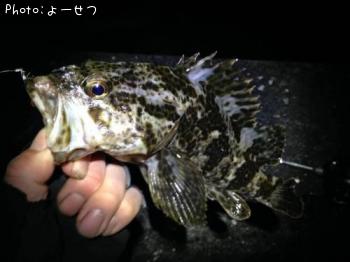 タケノコメバル