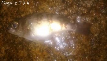 メバル