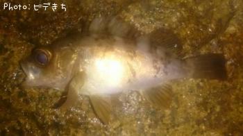 メバル