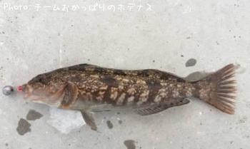 アイナメ