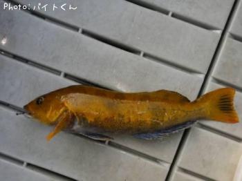 アイナメ