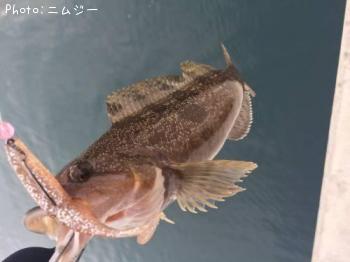 アイナメ