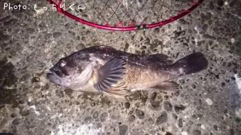 クロソイ