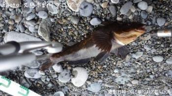 アイナメ