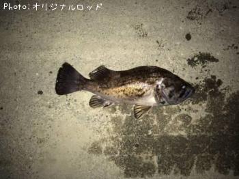 ソイ