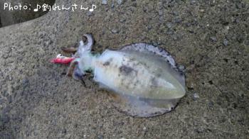 水烏賊