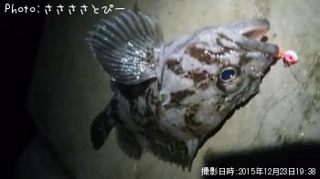 メバル＆ソイ＆シーバス