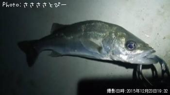 メバル＆ソイ＆シーバス