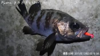 メバル＆ソイ＆シーバス