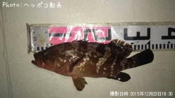 キジハタ