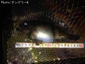 メバル
