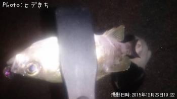 メバル