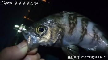 メバル＆シーバス