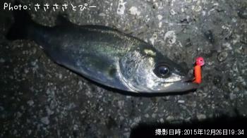 メバル＆シーバス