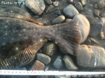 ヒラメ