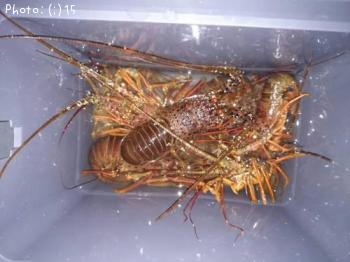 海ザリ