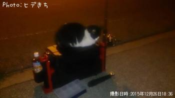 メバル