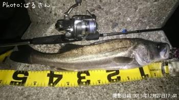 シーバス