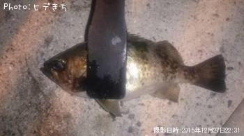 メバル