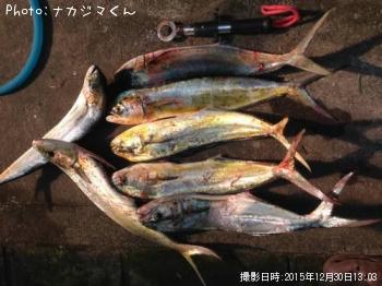 シイラ