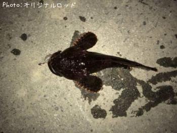 カジカ