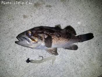 クロソイ