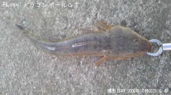 マゴチ