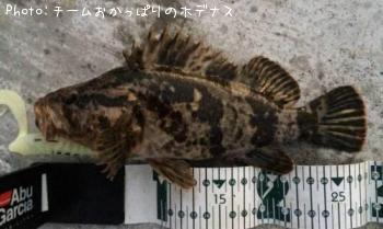 タケノコメバル