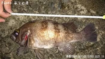 メバル