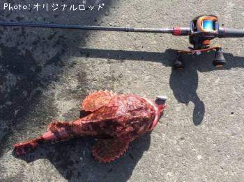カジカ