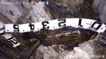 アイナメ