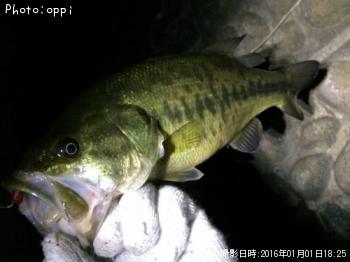 ブラックバス