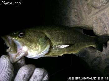 ブラックバス