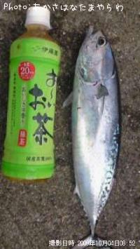 ソウダガツオ