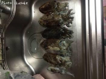 コウイカとちびアオリ