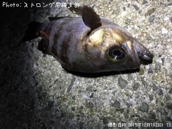 メバル