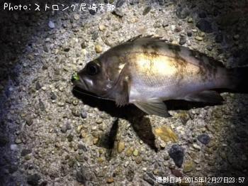 メバル