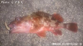 カサゴ