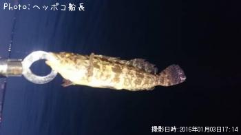 アイナメ
