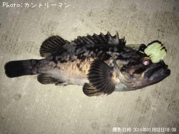 クロソイ