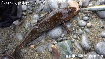アイナメ