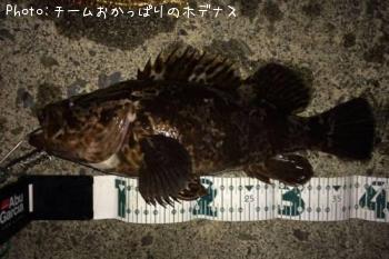 タケノコメバル