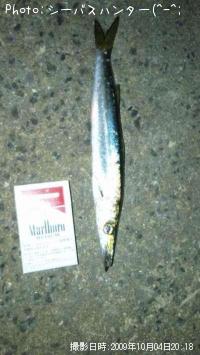 カマス