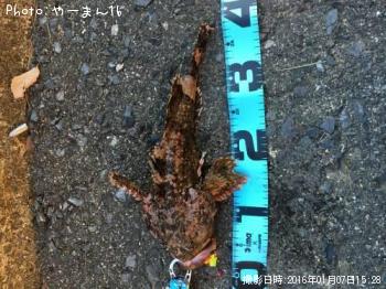 カジカ