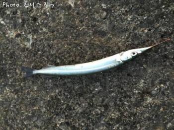 サヨリ