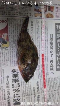 ガシラ