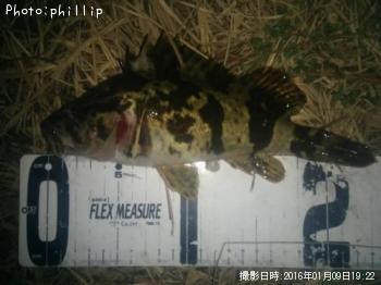 タケノコメバル